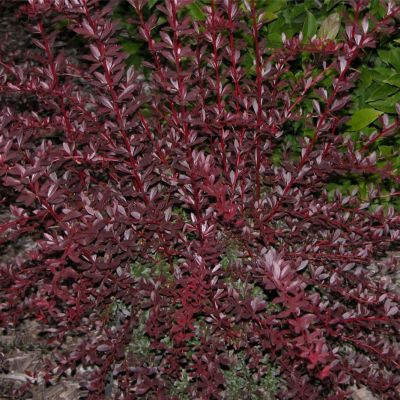 Барбарис тунберга Ред Чиф Барбарис тунберга Ред Чиф - Dolina-Sad.Ru