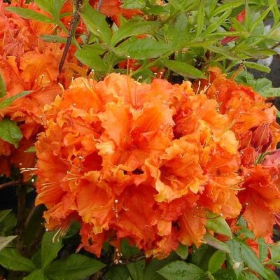 Азалия Гибралтар Азалия Гибралтар фото