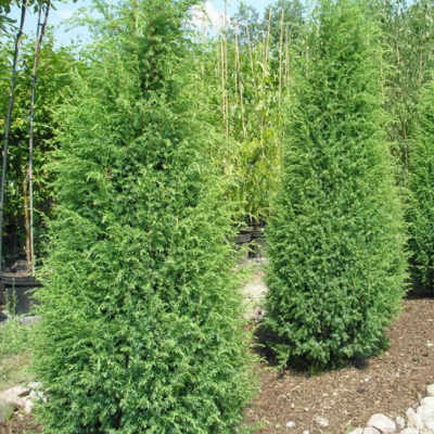 Можжевельник обыкновенный Суецика Можжевельник обыкновенный Суецика фото