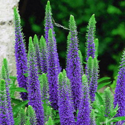 Вероника колосистая Устер Дварф Блю Вероника колосистая Устер Дварф Блю фото