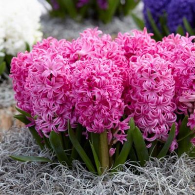 Гиацинт Виолет Перл Гиацинт Виолет Перл фото