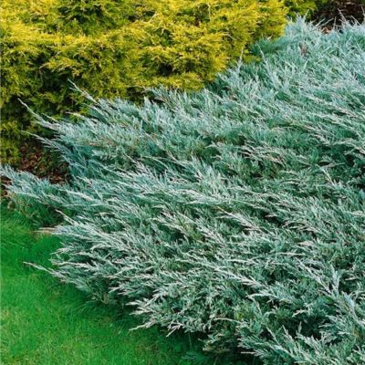 Можжевельник горизонтальный Хьюз Можжевельник горизонтальный Хьюз - Dolina-Sad.Ru