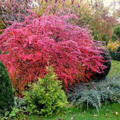 Барбарис Тунберга «Атропурпуреа» Барбарис Тунберга «Атропурпуреа» фото