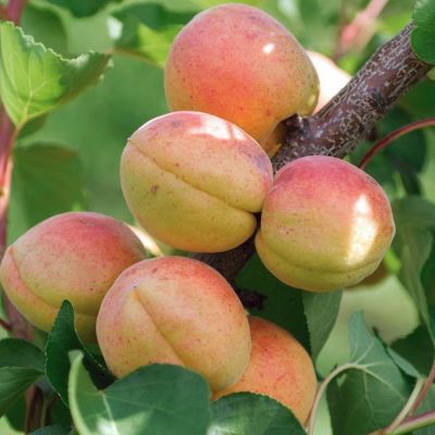 Абрикос Голд Абрикос Голд - Dolina-Sad.Ru