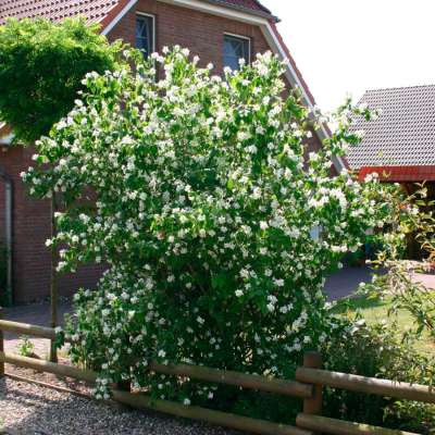 Чубушник венечный, С3 - Dolina-Sad.Ru