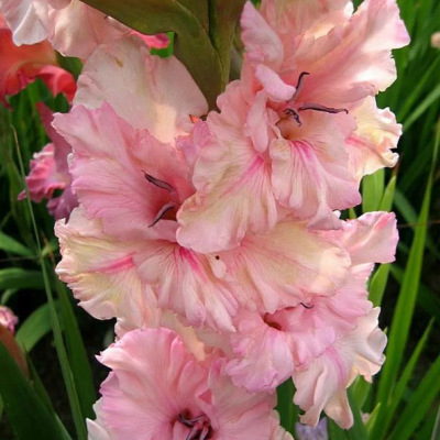 Гладиолус Краснодар Гладиолус Краснодар фото