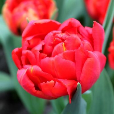 Тюльпан Дабл Кросби фото