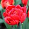 Тюльпан Дабл Кросби фото