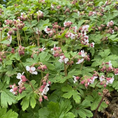 Герань крупнокорневищная Альбум - Dolina-Sad.Ru