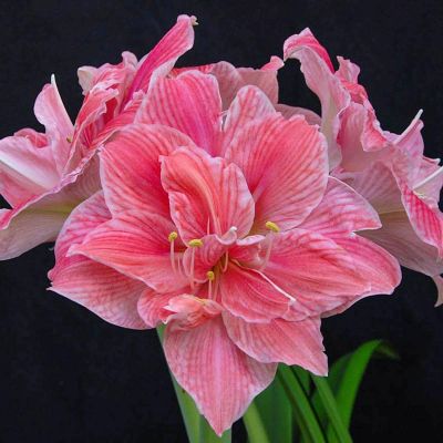 Амариллис Свит Нимф фото