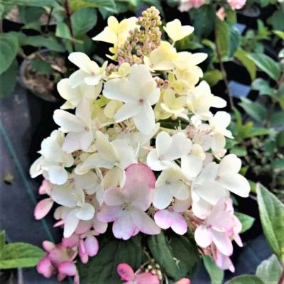 Гортензия метельчатая Петит Лантерн, С3 Гортензия метельчатая Петит Лантерн, С3 - Dolina-Sad.Ru