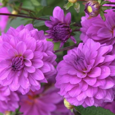 Георгина Карма Лагун Георгина Карма Лагун - Dolina-Sad.Ru