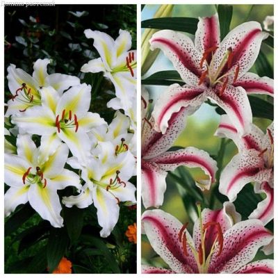 Комплект:Лилия Кокосса+ Лилия Диззи Комплект:Лилия Кокосса+ Лилия Диззи фото