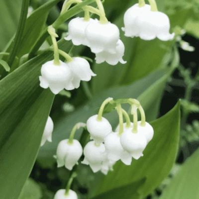 Ландыш майский Бордеаукс - Dolina-Sad.Ru