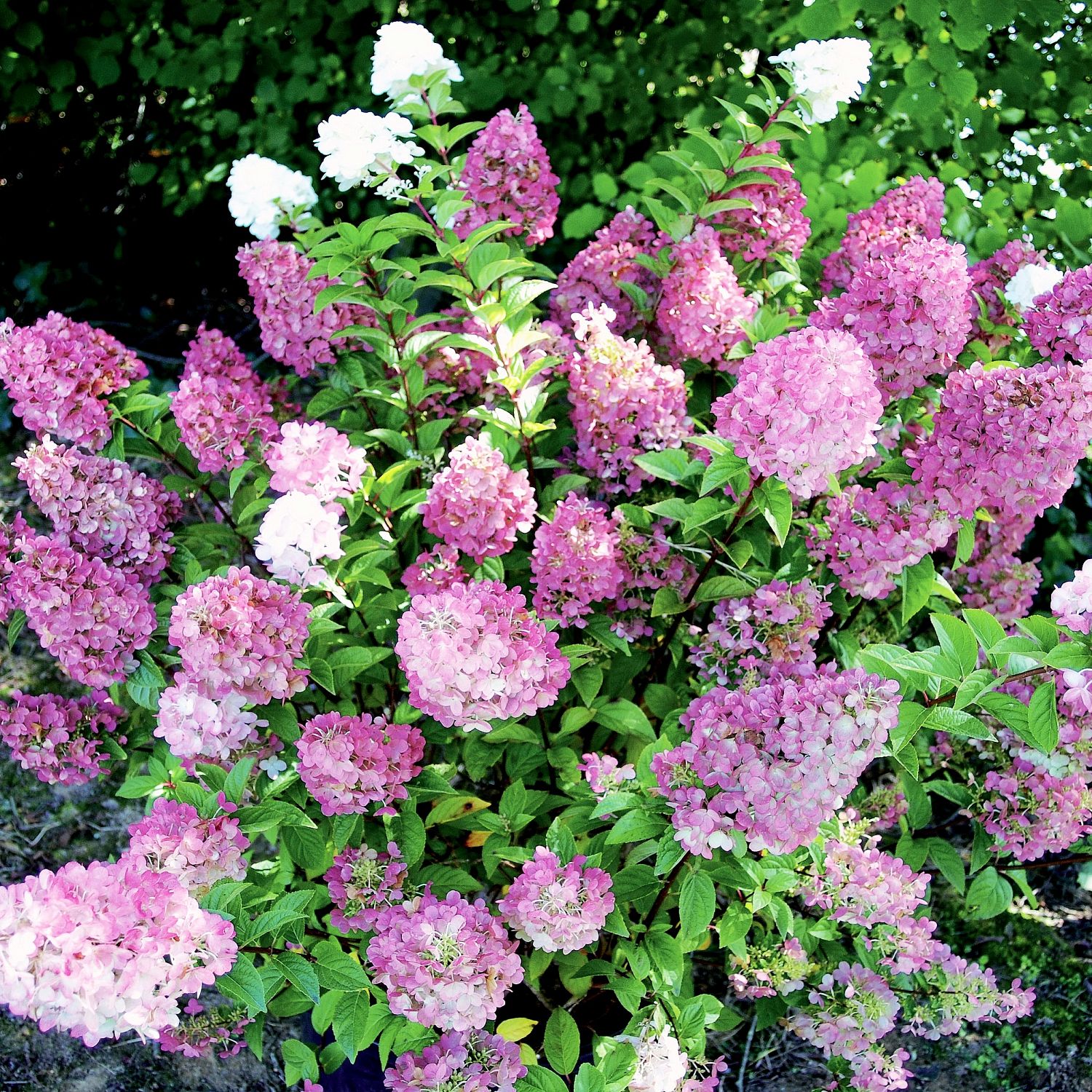 Гортензия метельчатая Сандей Фрайз, С1,5 Гортензия метельчатая Сандей Фрайз, С1,5 - Dolina-Sad.Ru