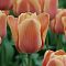 Тюльпан Эприкот Фокс - Dolina-Sad.Ru