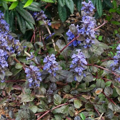 Живучка ползучая Атропурпуреа - Dolina-Sad.Ru