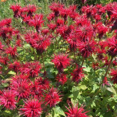 Монарда Дансинг Берд , С1,5 Монарда Дансинг Берд , С1,5 фото