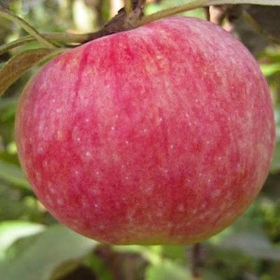 Яблоня Конфетная/Летняя Яблоня Конфетная/Летняя фото