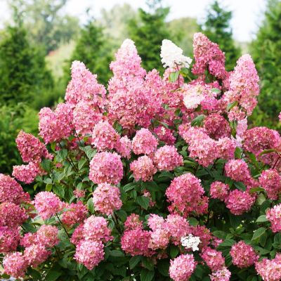 Гортензия метельчатая Сандей Фрайз, С1,5 Гортензия метельчатая Сандей Фрайз, С1,5 - Dolina-Sad.Ru