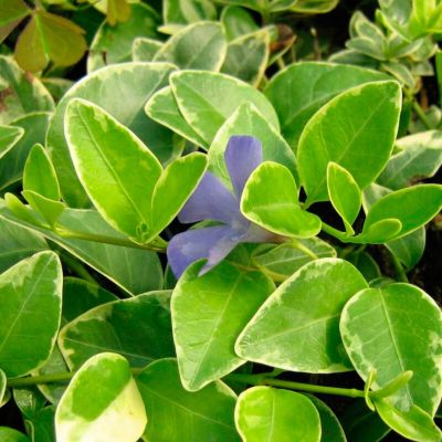 Барвинок малый Аргентеовариегата Барвинок малый Аргентеовариегата - Dolina-Sad.Ru