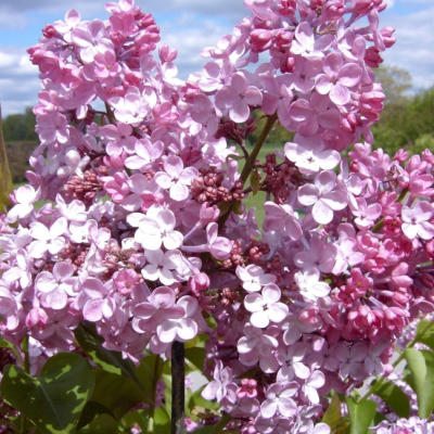 Сирень гиацинтовая Мейденс Блаш Сирень гиацинтовая Мейденс Блаш фото