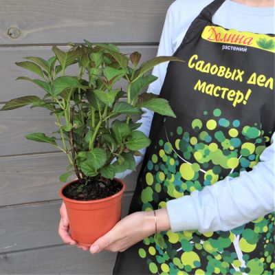 Гортензия крупнолистная Ред Энджел Гортензия крупнолистная Ред Энджел фото