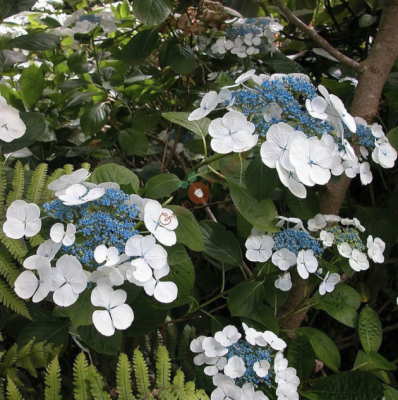 Гортензия крупнолистная Либелле Гортензия крупнолистная Либелле фото