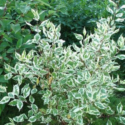 Дерен белый Элегантиссима Дерен белый Элегантиссима фото