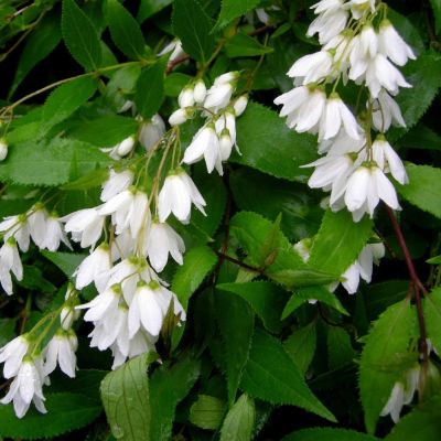 Дейция изящная Никко - Dolina-Sad.Ru