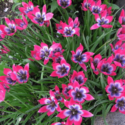 Тюльпан Литл Бьюти фото