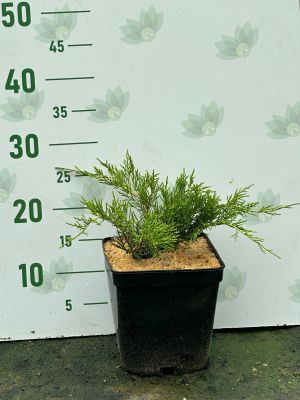 Можжевельник средний Олд Голд, С3 Можжевельник средний Олд Голд, С3 - Dolina-Sad.Ru