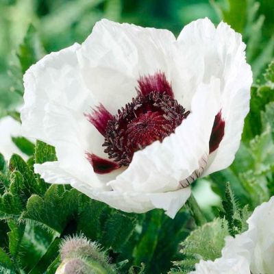 Мак Казино Мак Казино - Dolina-Sad.Ru