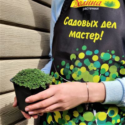 Тимьян ранний Пигмеус Тимьян ранний Пигмеус фото