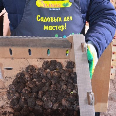 Бегония Ампельная Уайт Бегония Ампельная Уайт фото