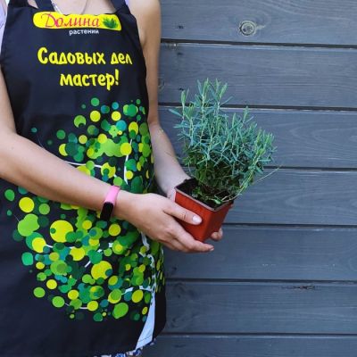 Андромеда многолистная Блю Лагун - Dolina-Sad.Ru