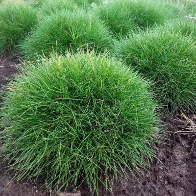 Овсяница Ауреа Овсяница Ауреа фото