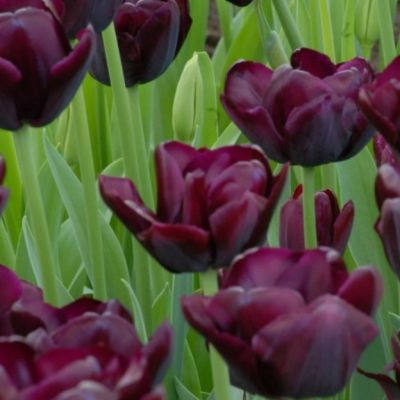 Тюльпан Блэкджек Тюльпан Блэкджек фото