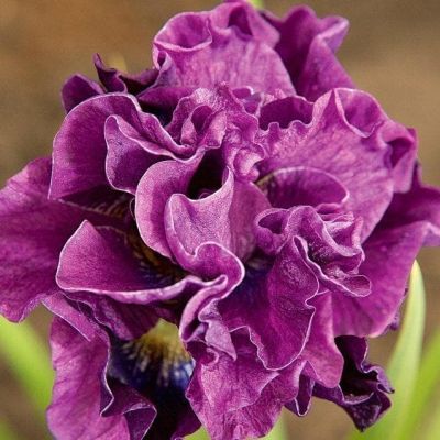 Ирис Бандл оф Джой фото