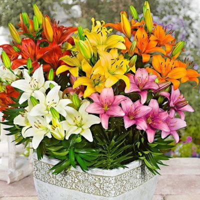 Лилия Планет Микс Лилия Планет Микс - Dolina-Sad.Ru