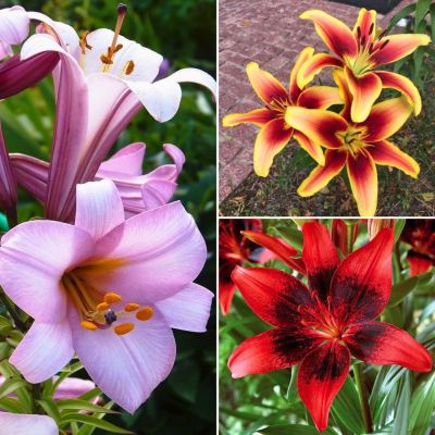 Микс лилий Радужный Микс лилий Радужный - Dolina-Sad.Ru