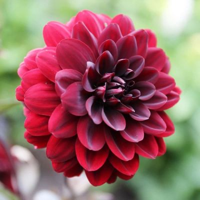 Георгина Карма Чок Георгина Карма Чок фото