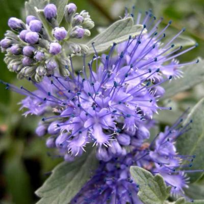 Кариоптерис кландонский Стерлинг Сильвер Кариоптерис кландонский Стерлинг Сильвер - Dolina-Sad.Ru