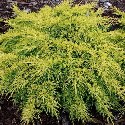 Можжевельник средний Кинг Оф Спринг, С3 - Dolina-Sad.Ru