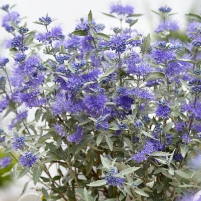 Кариоптерис кландонский Стерлинг Сильвер Кариоптерис кландонский Стерлинг Сильвер - Dolina-Sad.Ru