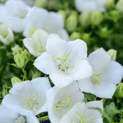 Колокольчик карпатский Перл Вайт , P9 фото