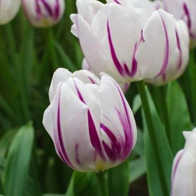 Тюльпан Фламинг Флаг Тюльпан Фламинг Флаг фото