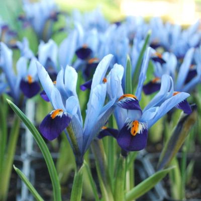 Ирис Гордон фото