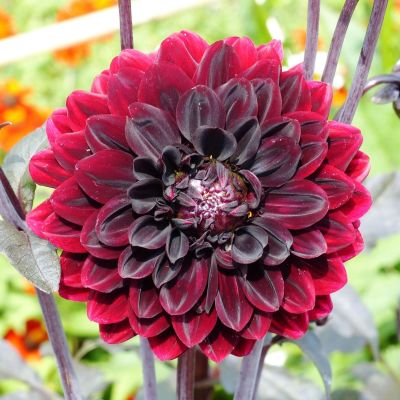 Георгина Карма Чок Георгина Карма Чок фото