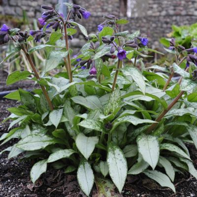 Медуница Маджести - Dolina-Sad.Ru